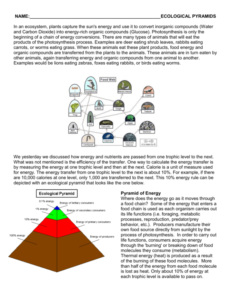30 Ecological Pyramids Worksheet Answers Pogil Support Worksheet