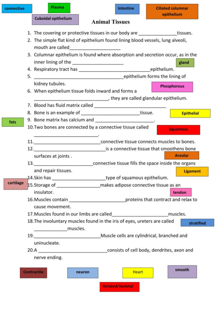 30 Types Of Tissues Worksheet Worksheet Information Anatomy Worksheets