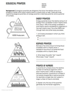 31 Ecological Pyramids Worksheet Answer Key Support Worksheet
