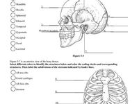 35 EMT Worksheets Ideas Human Anatomy And Physiology Anatomy And 