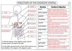 35 EMT Worksheets Ideas Human Anatomy And Physiology Anatomy And 