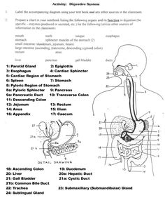35 EMT Worksheets Ideas Human Anatomy And Physiology Anatomy And 