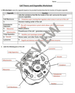 36 Cell Structure Worksheet Answers Support Worksheet