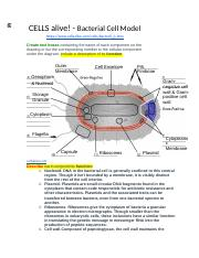 36 Cells Alive Bacterial Cell Worksheet Answer Key Support Worksheet