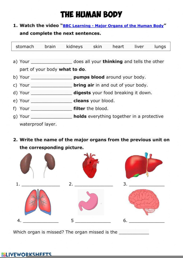 3rd Grade Science Worksheets For Grade 3 Human Body Scienceworksheets