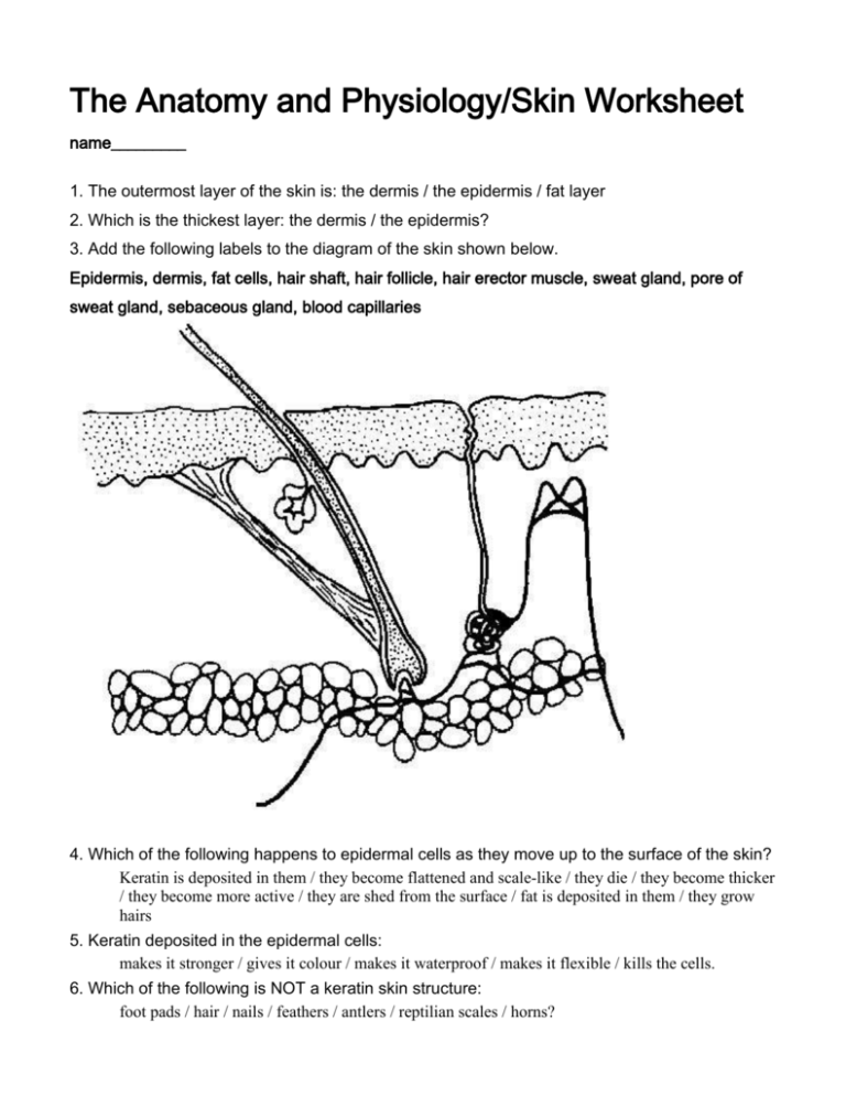4 The Anatomy And Physiology Skin Worksheet