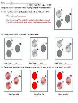 40 Blood Type Worksheet Answers Worksheet Information