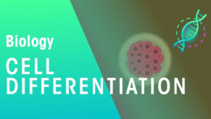 41 10 4 Cell Differentiation Worksheet Answer Key Worksheet Works