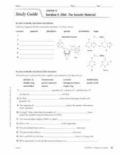 41 Chapter 12 Section 1 Dna The Genetic Material Worksheet Answers