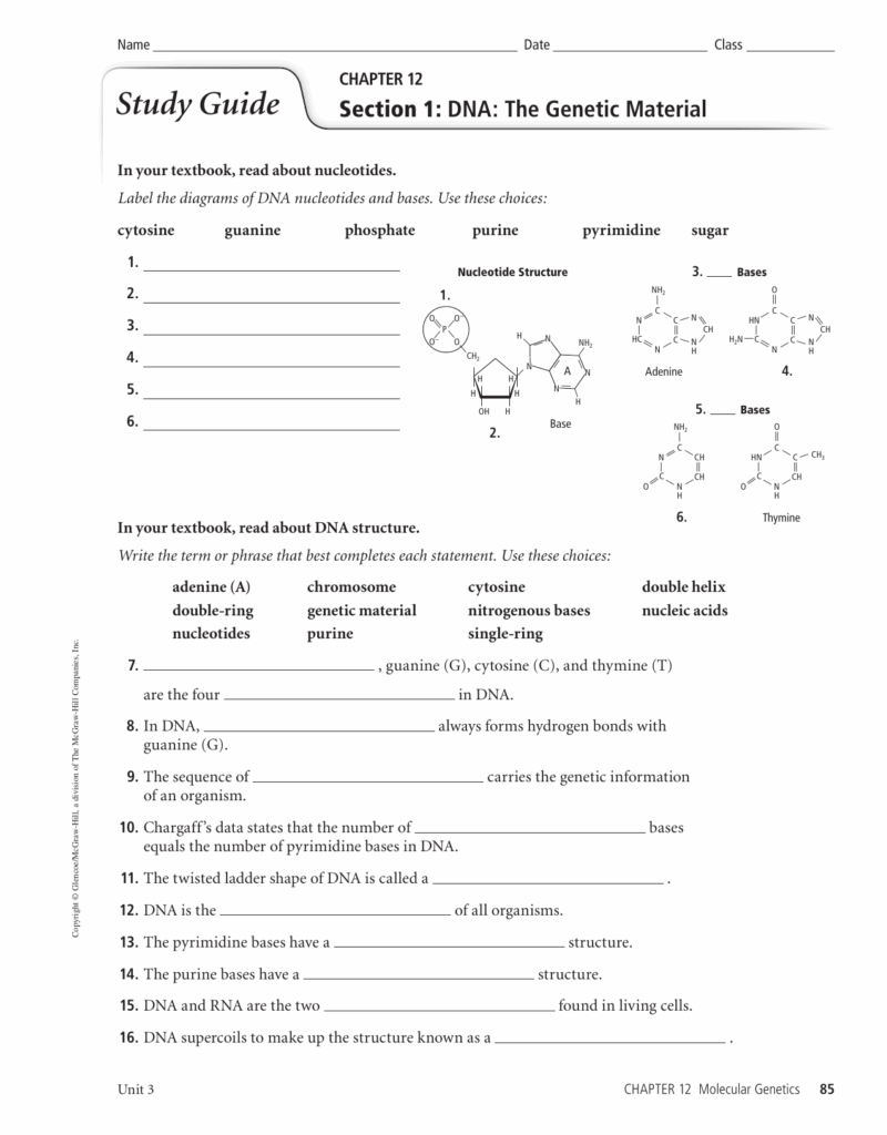 41 Chapter 12 Section 1 Dna The Genetic Material Worksheet Answers 