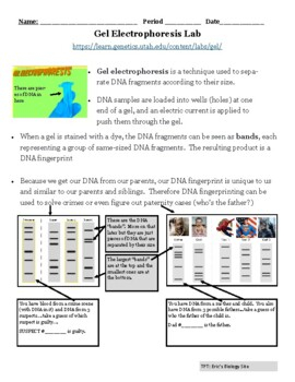 41 Gel Electrophoresis Worksheet Answer Key Worksheet Master