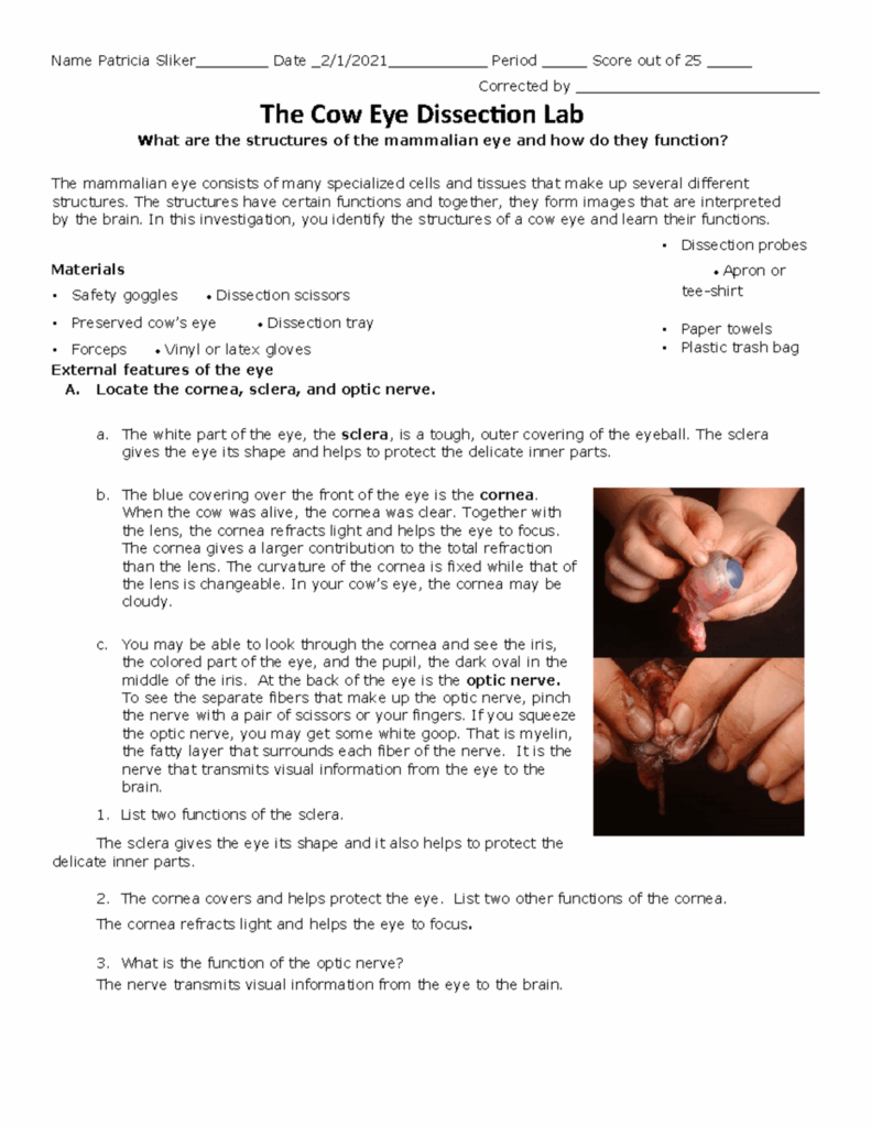 43 Cow Eye Dissection Worksheet Worksheet Master