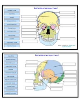43 Skull Labeling Worksheet Answers Worksheet Master