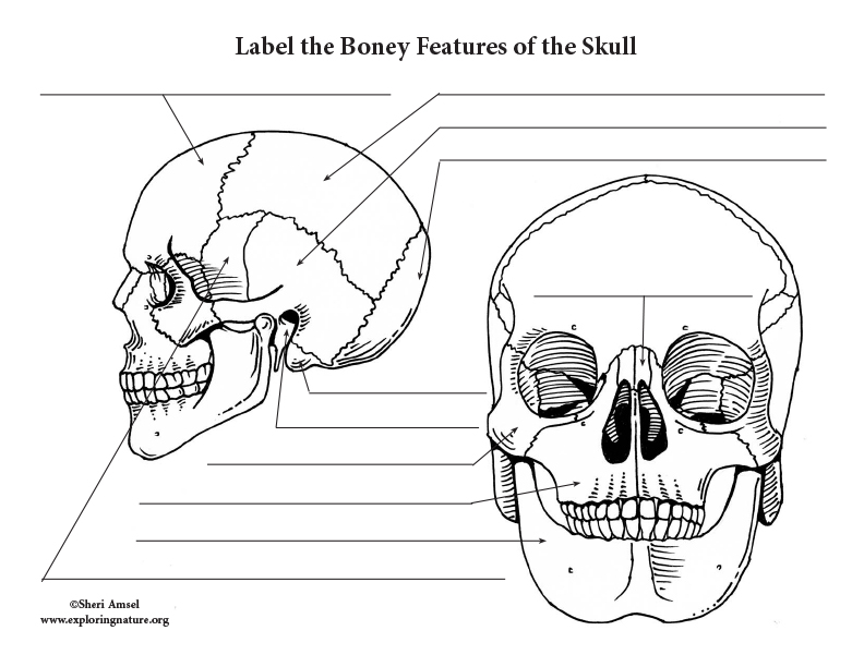 43 Skull Labeling Worksheet Answers Worksheet Master