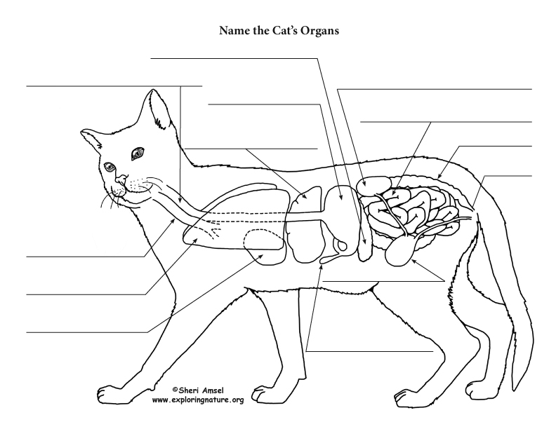 44 HQ Photos Cat Dissection Organs Labeled What 39 s New Pussy Cat 