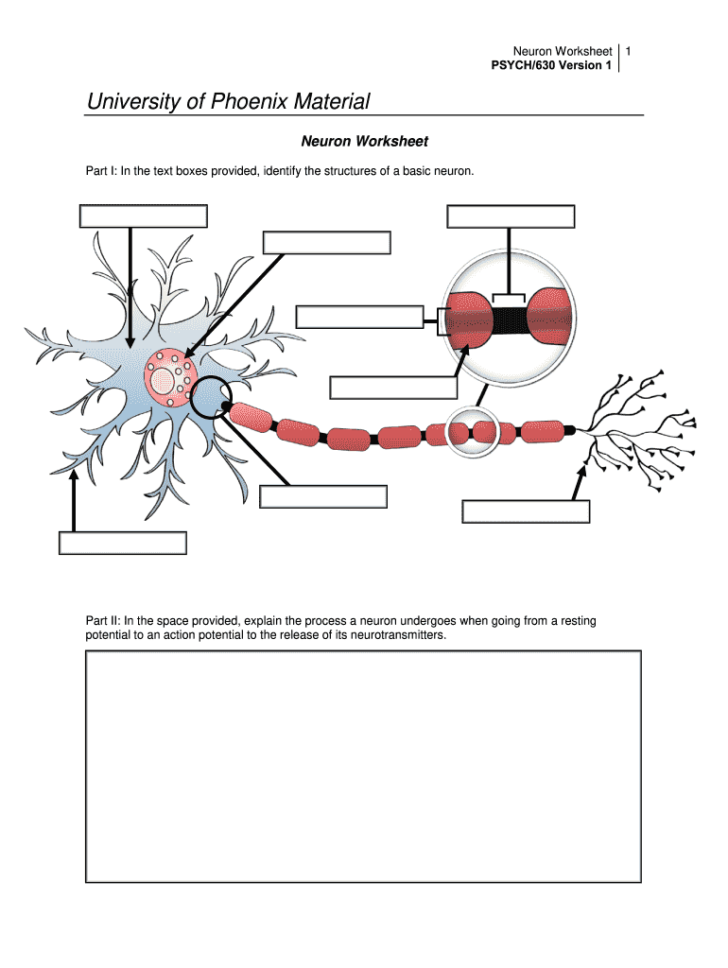 5 4 The Anatomy Of The Neuron Answer Key Anatomy Worksheets