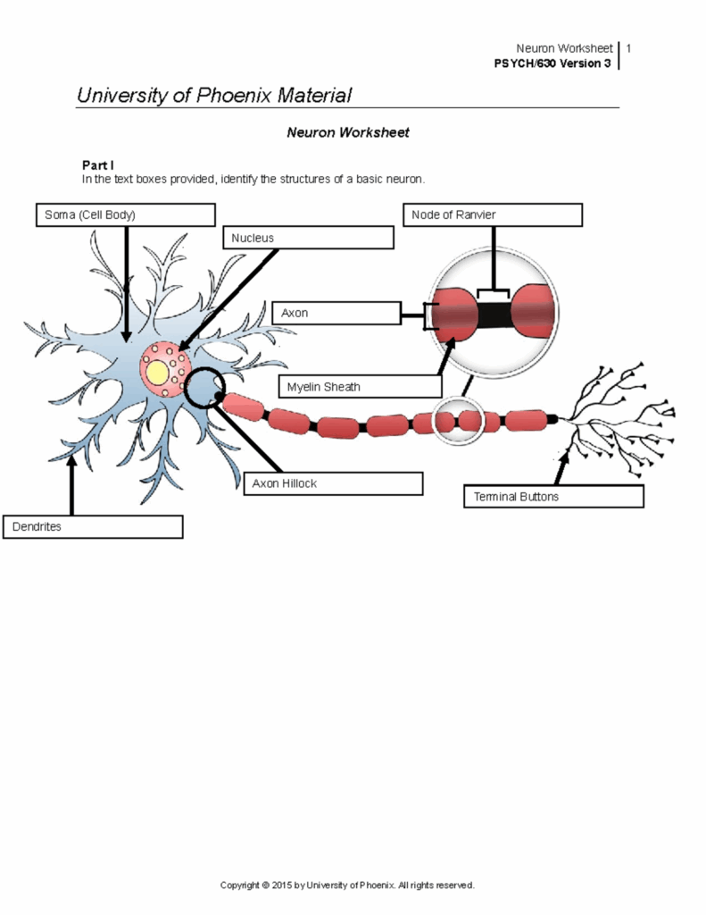 5 4 The Anatomy Of The Neuron Worksheet Answers Studying Worksheets