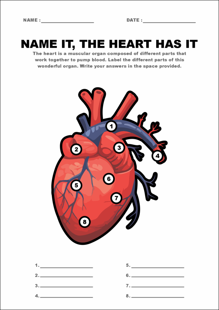 5 Best Images Of Printable College Anatomy Worksheets Anatomy And 