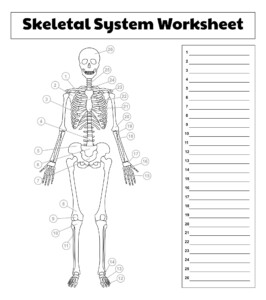 5 Best Printable College Anatomy Worksheets Muscles An T m