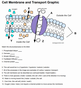 50 Cell Transport Worksheet Biology Answers