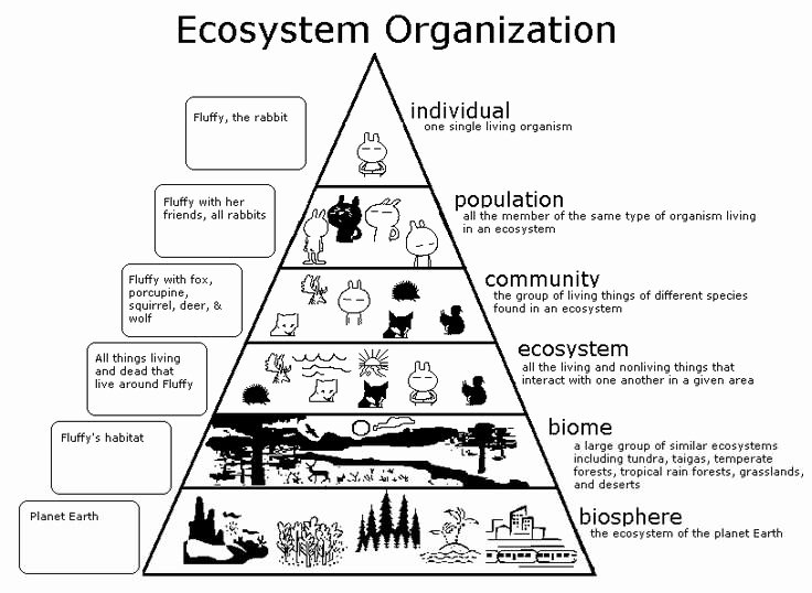 50 Levels Of Ecological Organization Worksheet