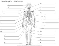 64 EMT Worksheets Ideas Anatomy And Physiology Anatomy Physiology
