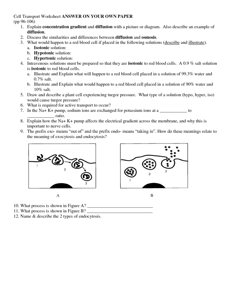 7 3 Cell Transport Worksheet Answers E streetlight