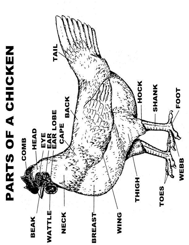 9 Chicken Diagram Worksheet Worksheeto