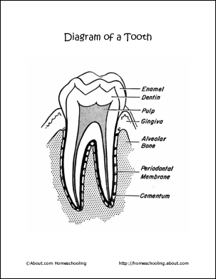 9 Dental Anatomy Worksheets Free PDF At Worksheeto