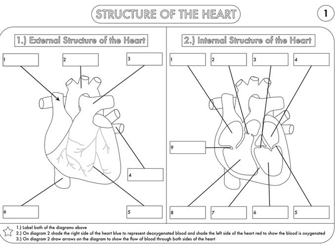 A Level Biology Worksheet Pack On Heart Structure And The Cardiac