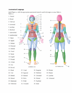 A P 1 Lab Exercise 1 Lab Worksheet Anatomical Language Label Figure