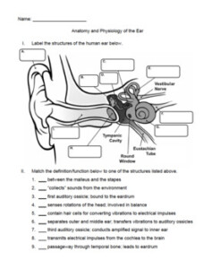 A P Ear Anatomy And Physiology Worksheet Quiz By UrbanEthology TpT