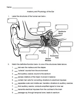 A P Ear Anatomy And Physiology Worksheet Quiz By UrbanEthology TpT