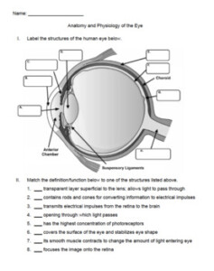 A P Eye Anatomy And Physiology Worksheet Quiz By UrbanEthology TPT