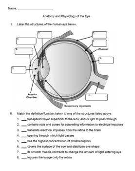 A P Eye Anatomy And Physiology Worksheet Quiz By UrbanEthology TPT
