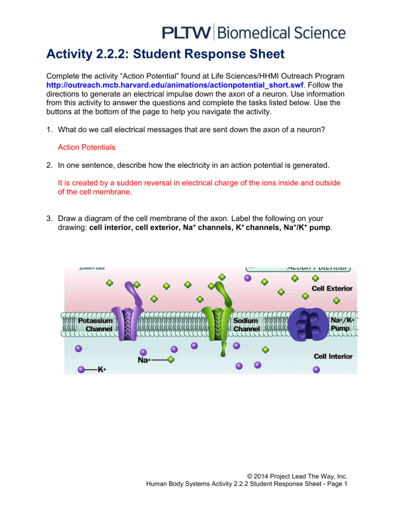 Action Potential Worksheet Answers Studying Worksheets