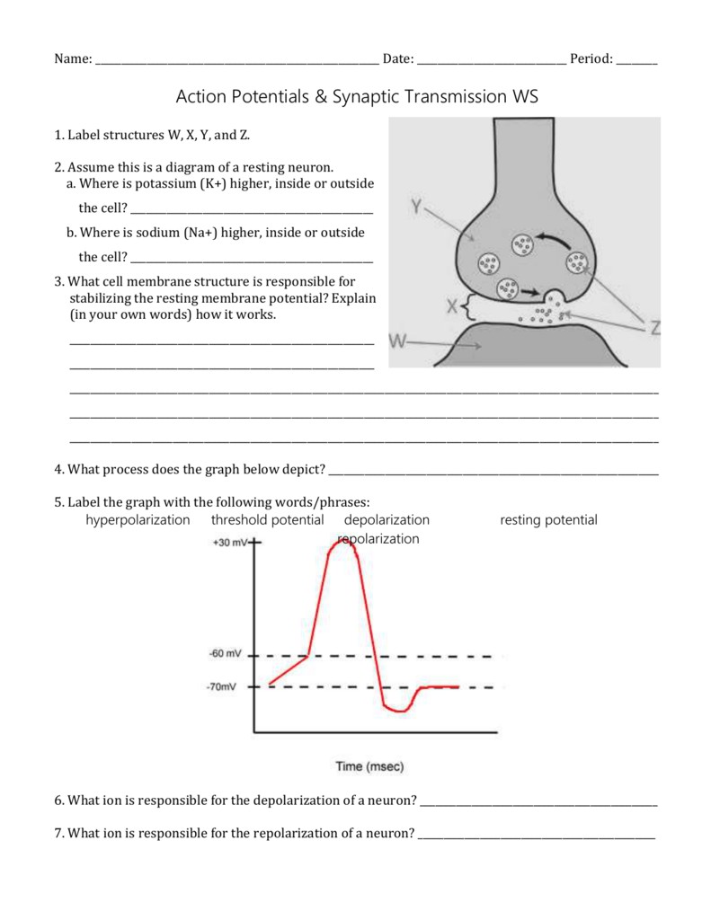 Action Potential Worksheet Answers Studying Worksheets