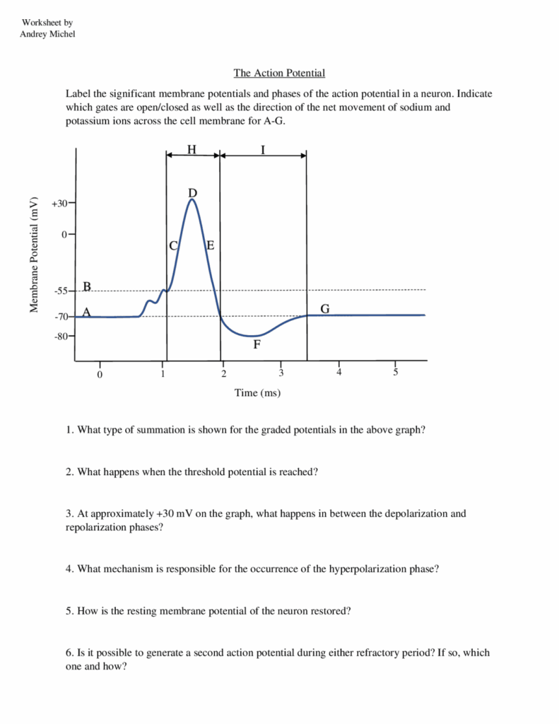 Action Potential Worksheet By Andrey Michel Quizzes Neurobiology 