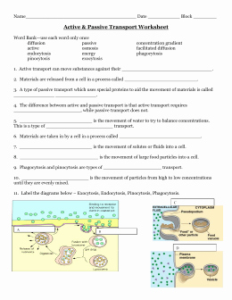Active And Passive Transport Worksheet Lovely Video Guide For Bozeman 
