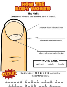 Activity The Nails Homeschool Worksheets Biology Lessons