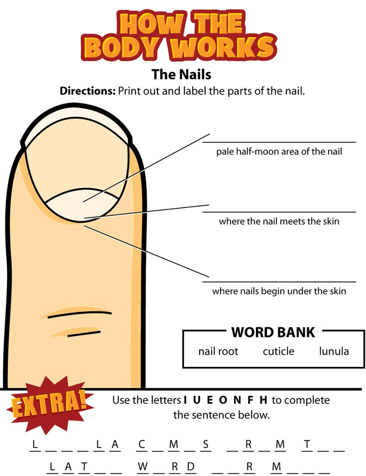 Activity The Nails Homeschool Worksheets Biology Lessons 