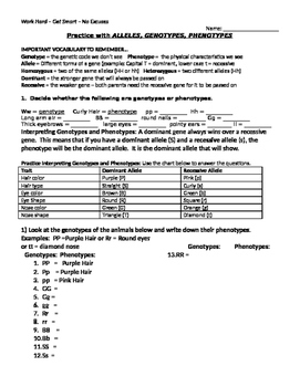 Allele Genotype Phenotype Practice 1 By Bringing Science To Life 