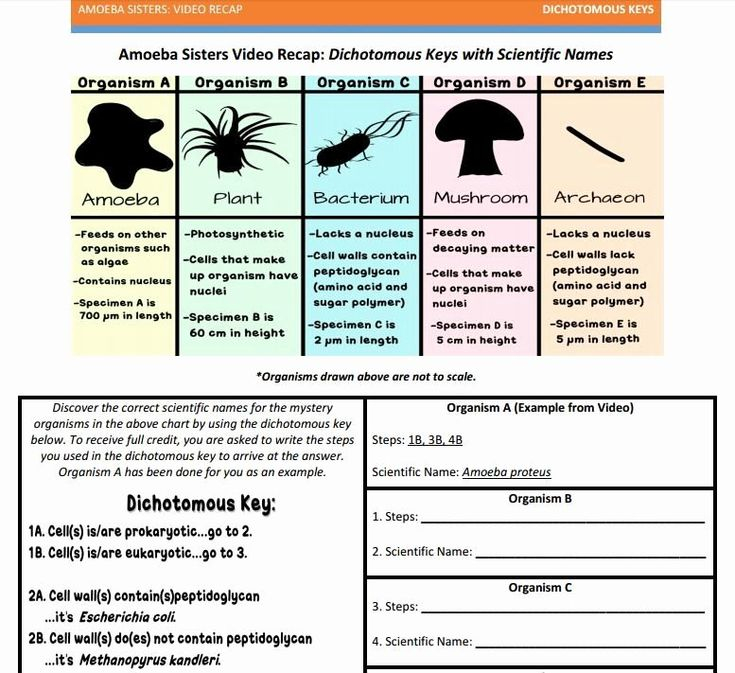 Amoeba Sisters Ecological Relationships Worksheet Printable Word Searches