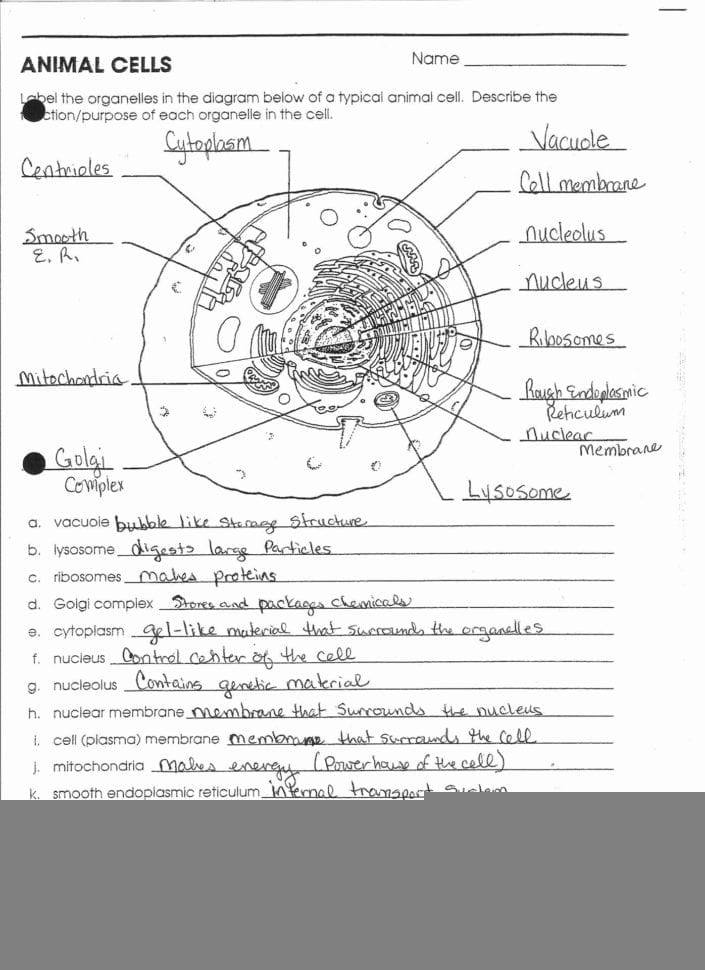 An Overview Of Anatomy And Physiology Worksheet Answers Anatomy 