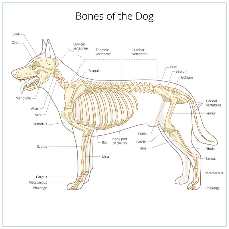Anatomia Do Cachorro Ossos RETOEDU