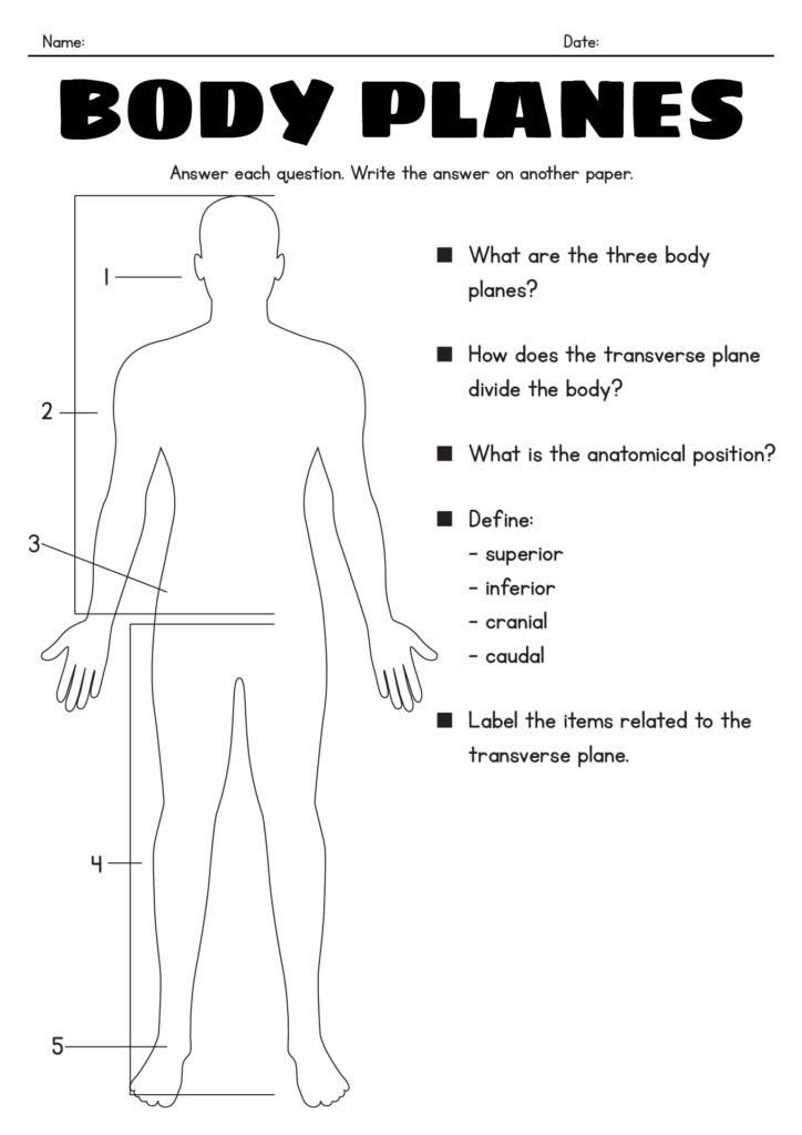 Anatomical Directions Worksheets