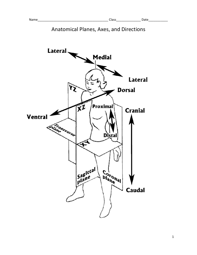Anatomical Planes Axes And Directions Worksheet