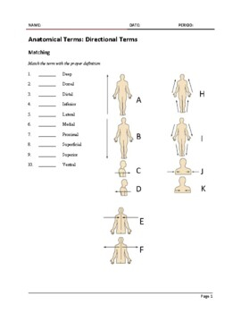 Anatomical Terms Directional Terms By 3 2 1 Science TPT