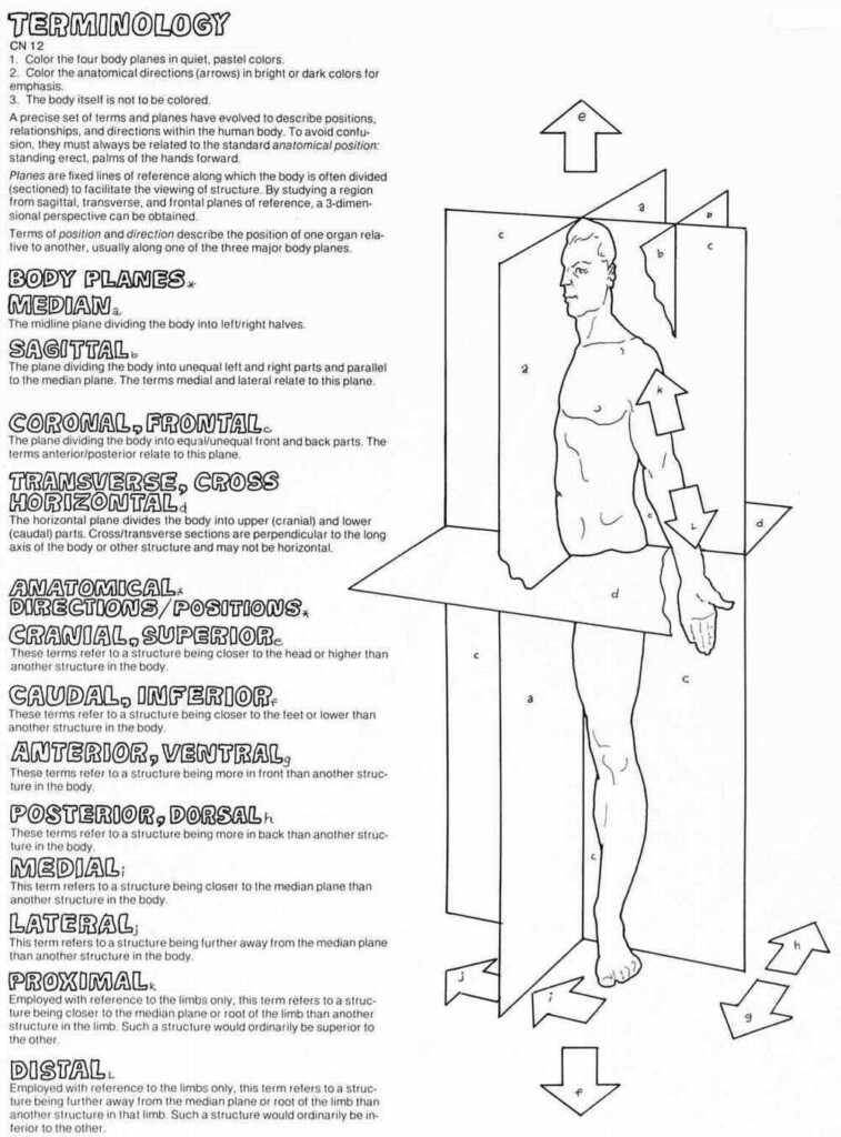 Anatomical Terms Labeling Worksheet Anatomy Worksheets