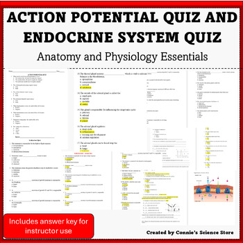 Anatomy And Physiology Action Potential And Endocrine Quiz With Answer Keys